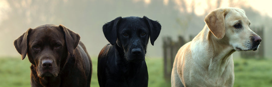 Switching your puppy to adult food.