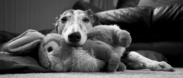 OWNING A RETIRED GREYHOUND