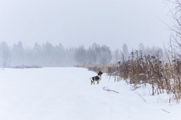 Winter Tips for Working Dogs