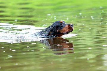 The Benefits of Feeding Wet Food to Working Dogs